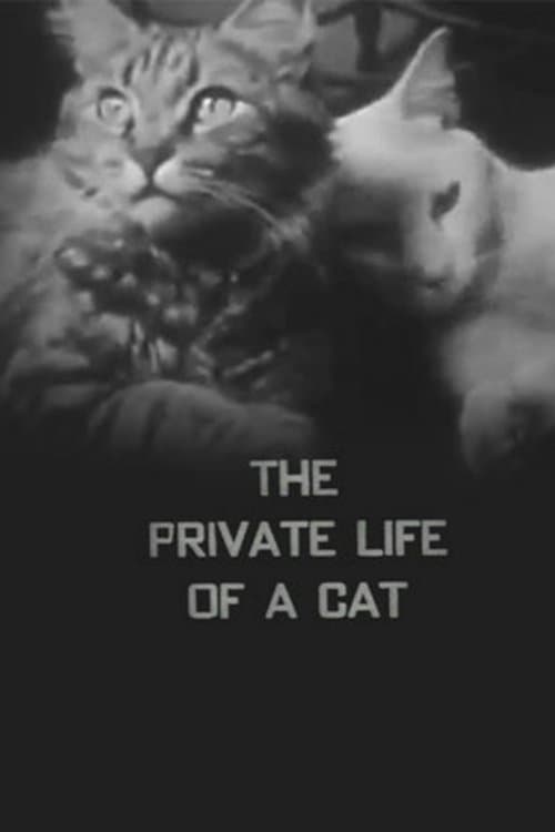 Poster of the movie The Private Life of a Cat