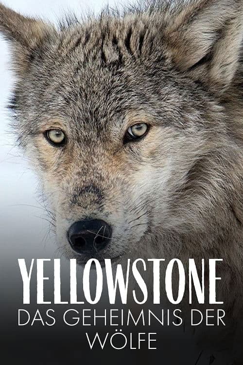 Poster of the movie Yellowstone: The Mystery of the Wolves